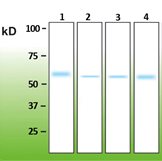 db-126